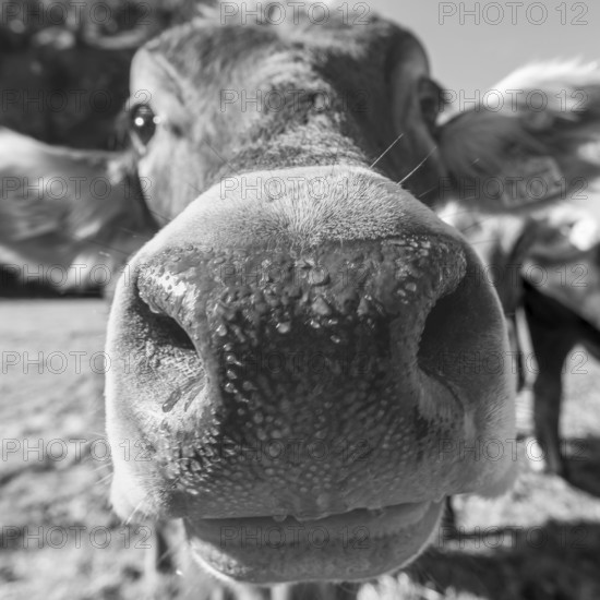 Curious Allgäu brown cattle, (Bos primigenius taurus), Allgäu, Bavaria, Germany