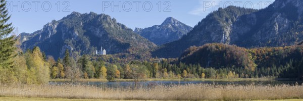 Panorama of the autumn reed bank on Schwansee, behind Neuschwanstein Castle near Hohenschwanga and the Tegelberg massif, Romantic Road, Ostallgäu, Bavaria, Germany