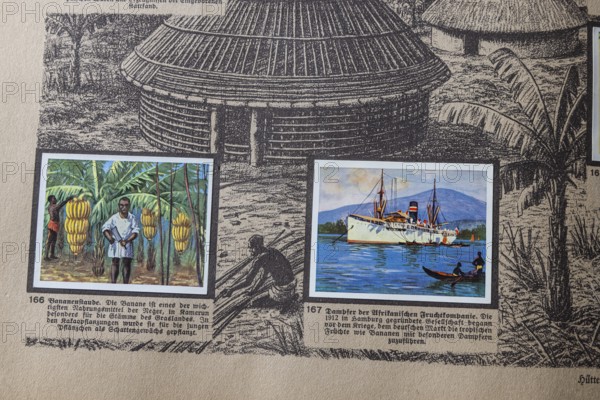 German colonies. Cameroon German Southwest Africa. Banana harvest and steamer from the African Fruit Company. An anthology published by Cigaretten-Bilderdienst Dresden from 1936. Germany