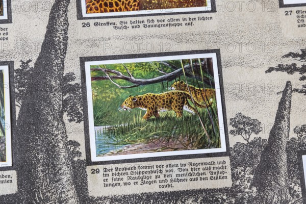 German colonies. German East Africa. Leopard An anthology published by Cigaretten-Bilderdienst Dresden from 1936. Germany