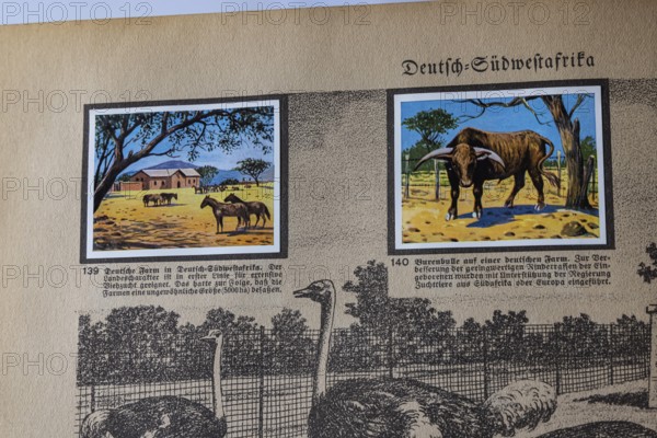 German colonies. German Southwest Africa. German farm, cattle breeding, Boer bull. An anthology published by Cigaretten-Bilderdienst Dresden from 1936. Germany