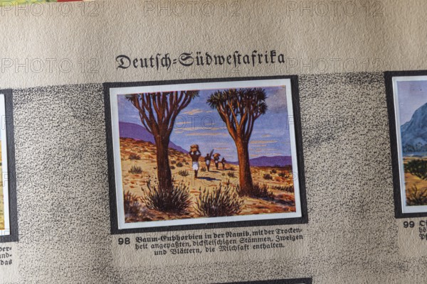 German colonies. German Southwest Africa. Quiver tree (Aloe dichotoma) . An anthology published by Cigaretten-Bilderdienst Dresden from 1936. Germany