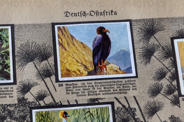 German colonies. German East Africa. Juggler (Terathopius ecaudatus) . An anthology published by Cigaretten-Bilderdienst Dresden from 1936. Germany