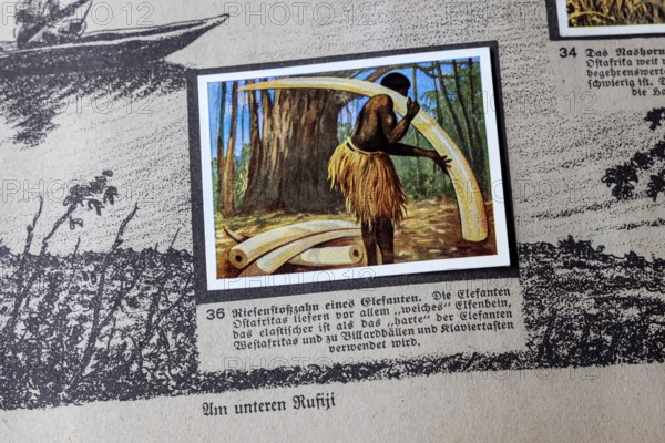 German colonies. German East Africa. The tusk of an elephant. An anthology published by Cigaretten-Bilderdienst Dresden from 1936. Germany