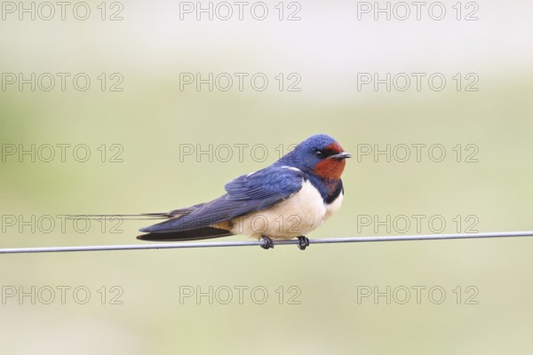 Barn swallow (Hirundo rustica) sitting on a pasture fence, wildlife, animals, birds, swallows, migratory bird, ox bog, Dümmer See nature park Park, Hüde, Lower Saxony, Germany