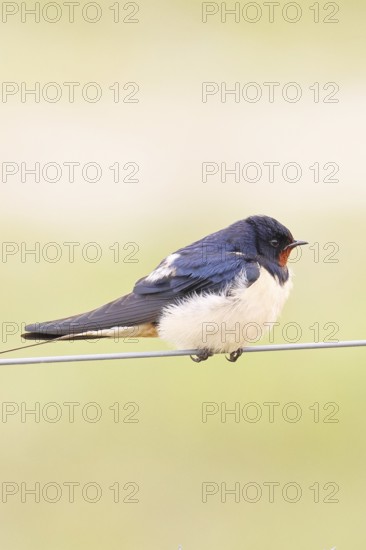Barn swallow (Hirundo rustica) sitting on a pasture fence, wildlife, animals, birds, swallows, migratory bird, ox bog, Dümmer See nature park Park, Hüde, Lower Saxony, Germany