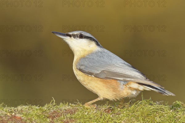 European nuthatch (Sitta europaea), on a branch covered with moss, autumn, autumn, Wilnsdorf, North Rhine-Westphalia, Germany