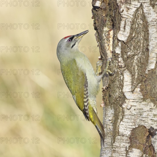 Grey woodpecker (Picus canus), male sitting on the trunk of a grey birch tree (Betula populifolia), wildlife, woodpeckers, birds, nature photography, Wilnsdorf, North Rhine-Westphalia, Germany