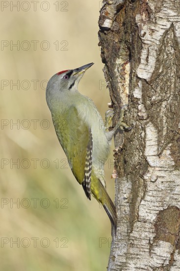 Grey woodpecker (Picus canus), male sitting on the trunk of a grey birch tree (Betula populifolia), wildlife, woodpeckers, birds, nature photography, Wilnsdorf, North Rhine-Westphalia, Germany