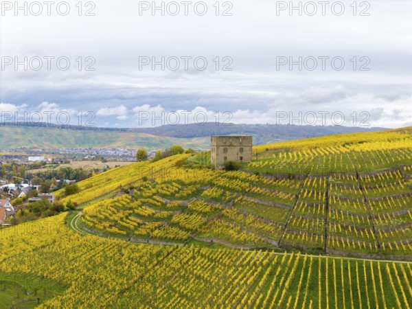 Autumn vineyards with converging yellow fields and an old building surrounded by rolling hills, Y-Burg, Stetten im Remstal, Baden-Württemberg, Germany