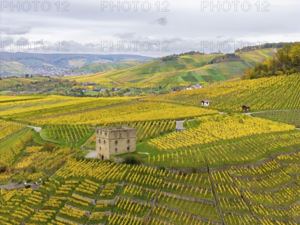 Rolling hills with yellow and green vineyards, an old tower in the middle under grey clouds, Y-Burg, Stetten im Remstal, Baden-Württemberg, Germany