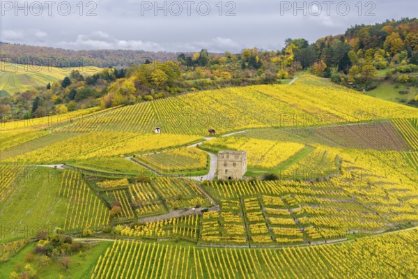 Yellow autumn vineyards with a centrally located historic building and rolling hills under cloudy sky, Y-Burg, Stetten im Remstal, Baden-Württemberg, Germany