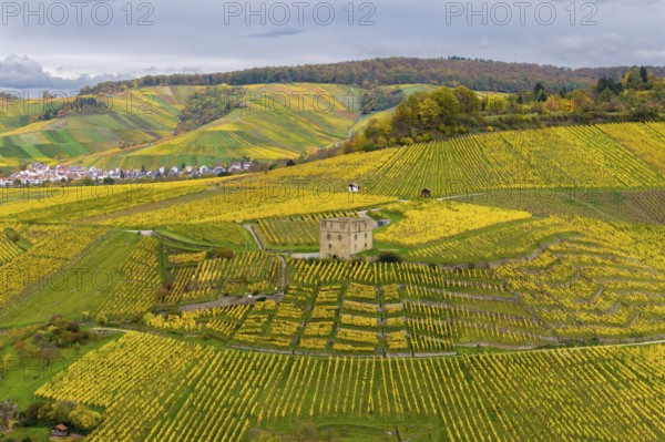 Wide view of yellow autumn vineyards with a centrally located historic building and cloudy sky, Y-Burg, Stetten im Remstal, Baden-Württemberg, Germany