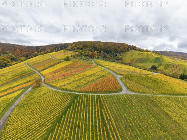 Strong autumn colors in a hilly wine landscape with winding paths, near Stetten im Remstal, Baden-Württemberg, Germany