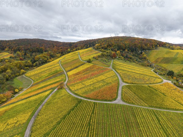 Hilly vineyards in bright autumn colors under cloudy skies, near Stetten im Remstal, Baden-Württemberg, Germany