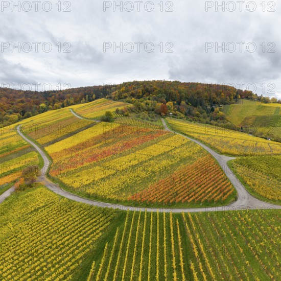 Colourful autumnal vineyards with curved paths under a cloudy sky, near Stetten im Remstal, Baden-Württemberg, Germany