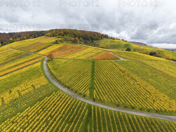 Colourful vineyards in an autumnal hilly landscape with winding paths, near Stetten im Remstal, Baden-Württemberg, Germany