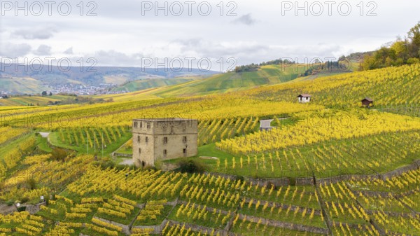 Gentle hills with yellow and green vineyards, an old tower in the middle under grey clouds, panorama, Y-Burg, Stetten im Remstal, Baden-Württemberg, Germany