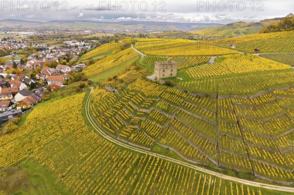 Vineyards in rich yellow with a secluded building and village on the hills under a covered sky, Y-Burg, Stetten im Remstal, Baden-Württemberg, Germany