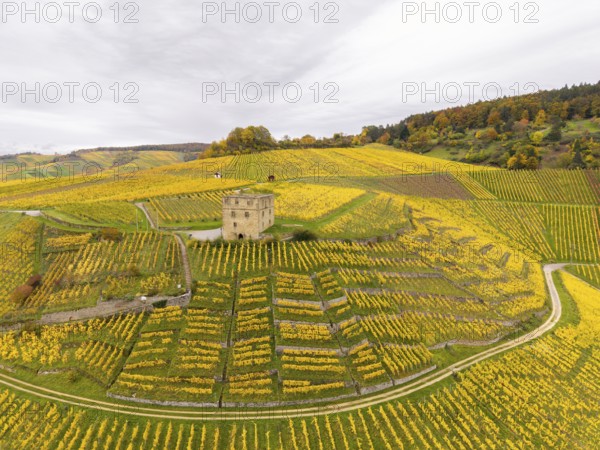Wide hilly landscape of yellow and green vines with a central tower under cloudy sky, Y-Burg, Stetten im Remstal, Baden-Württemberg, Germany