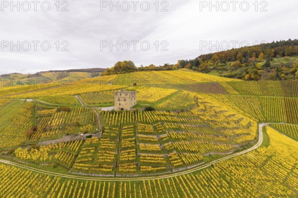 Picturesque scenery of yellow-green vineyards with a tower in the middle under cloudy sky, Y-Burg, Stetten im Remstal, Baden-Württemberg, Germany