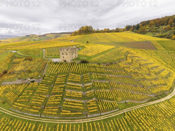 Large-scale vineyards in shades of yellow and green, an old tower on the hills under overcast sky, Y-Burg, Stetten im Remstal, Baden-Württemberg, Germany