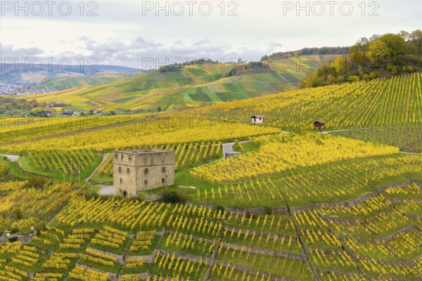Picturesque landscape with yellow vineyards and a tower on the hills under overcast sky, Y-Burg, Stetten im Remstal, Baden-Württemberg, Germany