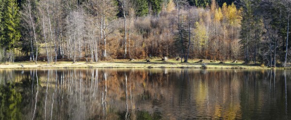 Late autumn, water reflection in moor pond, autumn, near Oberstdorf, Oberallgäu, Allgäu, Bavaria, Germany