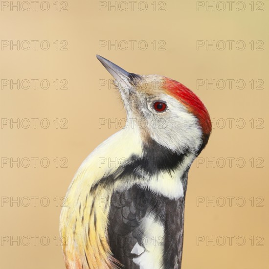 Middle woodpecker (Dendrocopos medius) portrait, wildlife, woodpeckers, nature photography, Neunkirchen, autumn, Siegerland, North Rhine-Westphalia, Germany