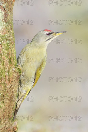 Grey woodpecker (Picus canus), male sitting on a moss-covered tree, wildlife, woodpeckers, nature photography, Neunkirchen, autumn, Siegerland, North Rhine-Westphalia, Germany