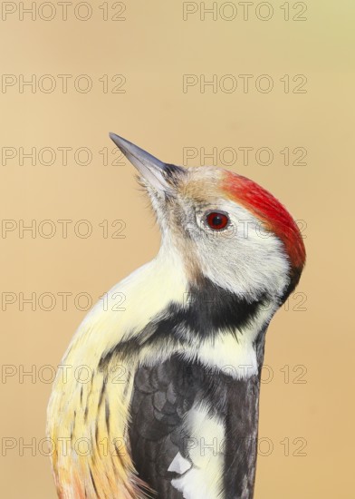 Middle woodpecker (Dendrocopos medius) portrait, wildlife, woodpeckers, nature photography, Neunkirchen, autumn, Siegerland, North Rhine-Westphalia, Germany