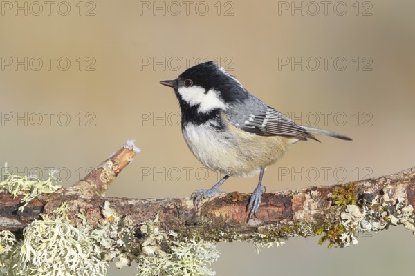 Pine tit (Periparus ater) sitting on lichen covered branch, wildlife, animals, birds, tit, Siegerland, North Rhine-Westphalia, Germany