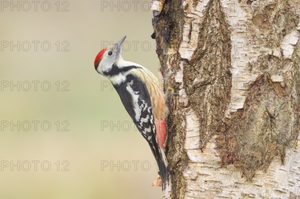 Middle woodpecker (Dendrocopos medius) on a birch tree, wildlife, woodpeckers, nature photography, Neunkirchen, autumn, Siegerland, North Rhine-Westphalia, Germany