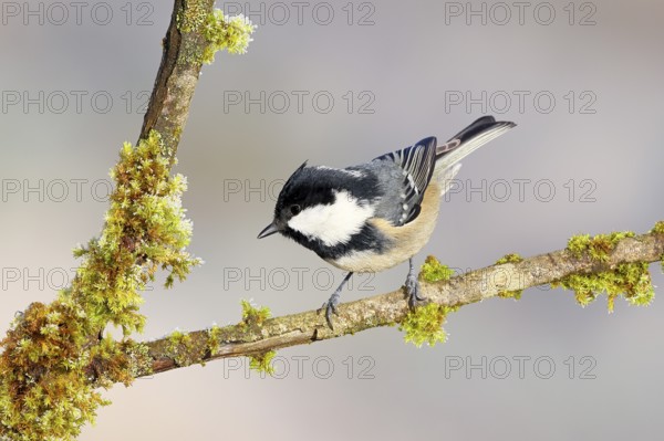 Pine tit (Periparus ater) sitting on moss-covered branch, wildlife, animals, birds, tits, light background, Siegerland, North Rhine-Westphalia, Germany