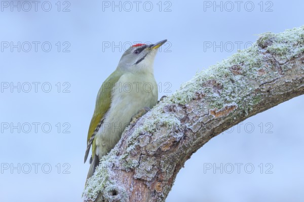 Grey woodpecker (Picus canus), male sitting on a thick branch covered with moss, winter, frost, cold, freezing temperatures, wildlife, woodpeckers, nature photography, Neunkirchen, autumn, Siegerland, North Rhine-Westphalia, Germany