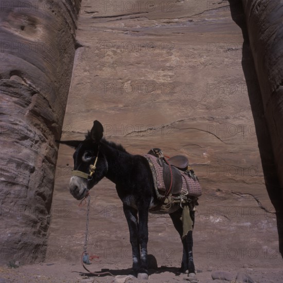 Donkey in front of the coloured rocks of Ed-Deir, Nabatean rock town Petra, Jordan