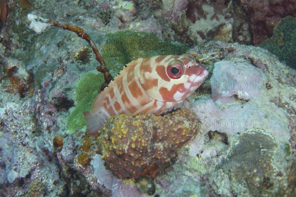 A striped fish, beret grouper (Epinephelus fasciatus), disguises itself in a coral reef. Coral Garden Dive Site, Menjangan, Bali, Indonesia