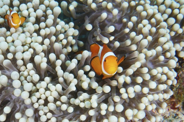 Two false clownfish (Amphiprion ocellaris) between the white tentacles of a sea anemone. Coral Garden Dive Site, Menjangan, Bali, Indonesia