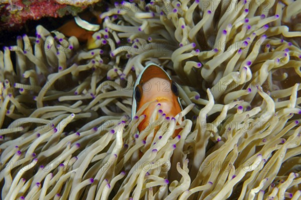 A clownfish, Clark's anemonefish (Amphiprion clarkii), is partially covered by a sea anemone with purple tips. SD Dive Site, Nusa Ceningan, Nusa Penida, Bali, Indonesia