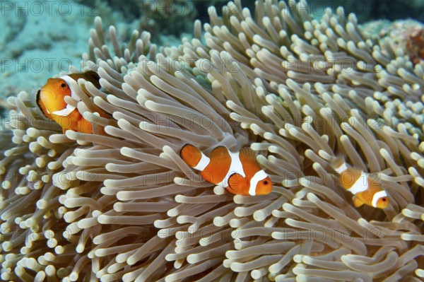Three false clownfish (Amphiprion ocellaris) between the tentacles of a sea anemone. Coral Garden Dive Site, Menjangan, Bali, Indonesia