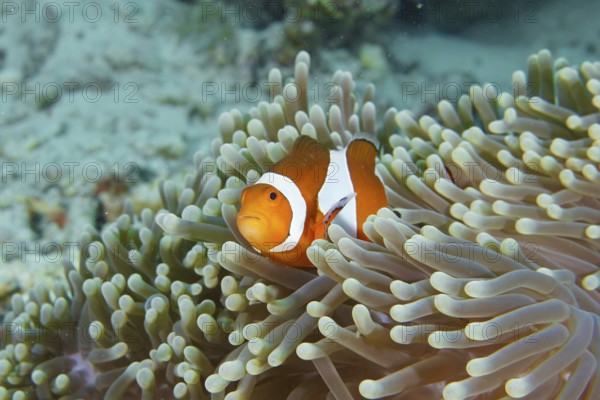 A false clownfish (Amphiprion ocellaris) with a curious eye in a sea anemone. Coral Garden Dive Site, Menjangan, Bali, Indonesia