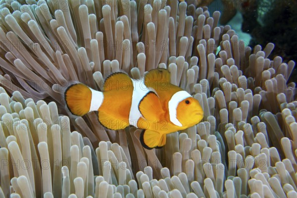 A false clownfish (Amphiprion ocellaris) swims over the tentacles of a sea anemone. Coral Garden Dive Site, Menjangan, Bali, Indonesia