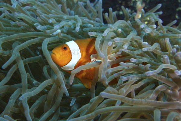 A single false clownfish (Amphiprion ocellaris) hides between the tentacles of a sea anemone. SD Dive Site, Nusa Ceningan, Nusa Penida, Bali, Indonesia