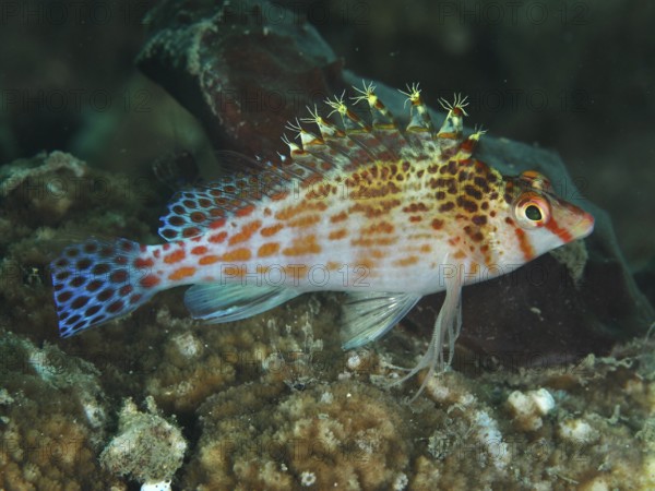 A fish with patterned fins, Falk's coral guardian (Cirrhitichthys falco), rests on corals. Spice Reef Dive Site, Penyapangan, Bali, Indonesia