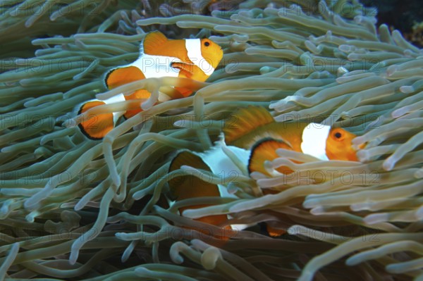 Two false clownfish (Amphiprion ocellaris) swim safely in the tentacles of a sea anemone. SD Dive Site, Nusa Ceningan, Nusa Penida, Bali, Indonesia