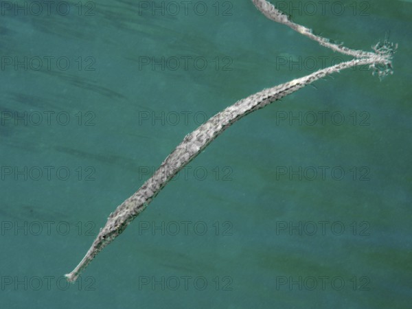 Triangular sea needle (Syngnathoides biaculeatus) in the green sea. Secret Bay Dive Site, Gilimanuk, Bali, Indonesia