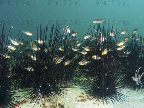 A swarm of fish, flag-fin cardinalfish (Ostorhinchus hoevenii), seeks shelter among black sea urchins. Secret Bay Dive Site, Gilimanuk, Bali, Indonesia
