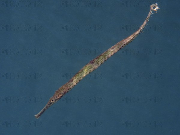 Triangular sea needle (Syngnathoides biaculeatus) swims elegantly in deep blue water. Secret Bay Dive Site, Gilimanuk, Bali, Indonesia