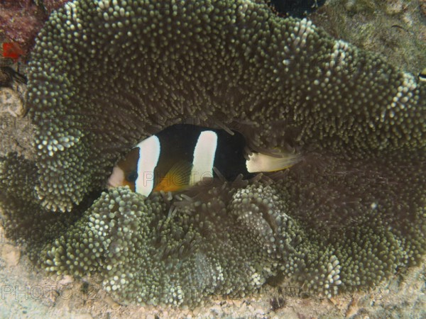Clownfish, Clark's anemonefish (Amphiprion clarkii), is hiding in a sea anemone on a coral reef. Close Encounters dive site, Permuteran, Bali, Indonesia