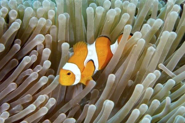 A false clownfish (Amphiprion ocellaris) snakes through the tentacles of a sea anemone. Coral Garden Dive Site, Menjangan, Bali, Indonesia